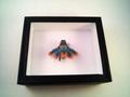 entoform major general margaret woodward full